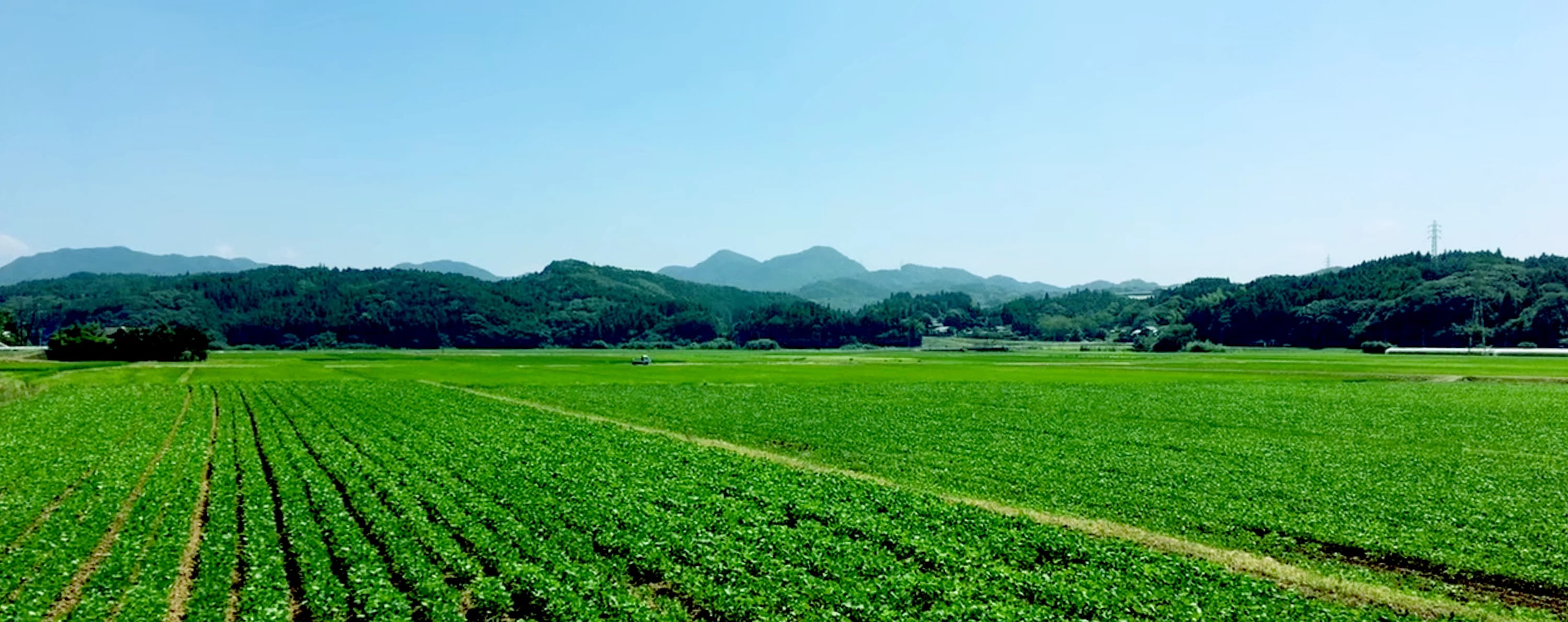 原料大豆「佐大HO1号」の収穫の様子